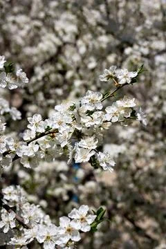 Blossoming fruit tree Foto stock