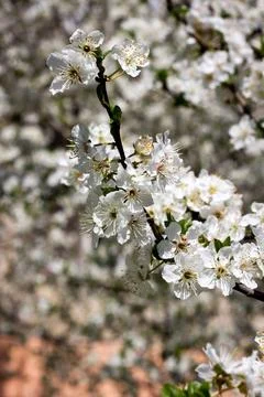 Blossoming fruit tree Stock Photos