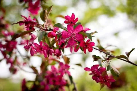 Blossoming fruit tree Stock Photos