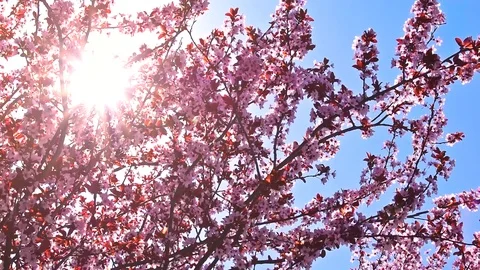 Blossoming fruit tree in spring breeze with sunshine. Stock Footage 125853447