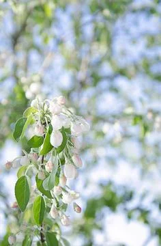 Blossoming fruit tree, spring. Stock Photos