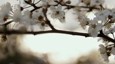 A blossoming fruit tree at sunset. Close-up Видео 78135536