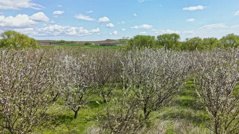 Blossoming fruit trees in a field under a clear blue sky with fluffy clouds in Stock Footage 336484478