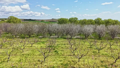 Blossoming fruit trees in a field under a blue sky with clouds during springtime Stock Footage 336558010