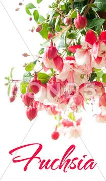 Blossoming fuchsia Stock Photos