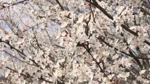 Blossoming garden. Apple tree branch swaying in the wind, close-up. Stock Footage 129507557
