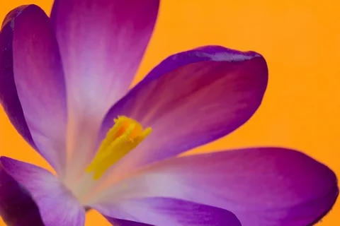 Blossoming garden crocus. Timelapse colour key. Video stock 107645337