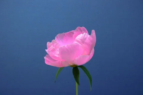 Blossoming garden Peony. Timerlapse colour key Stock Footage 109591845