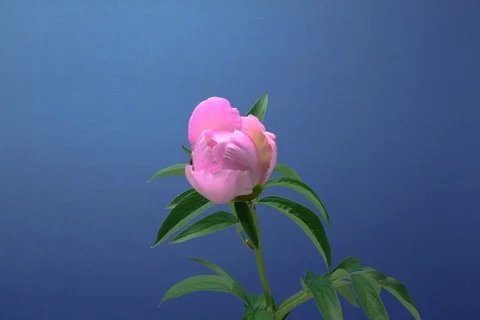 Blossoming garden Peony. Timerlapse colour key Video stock 109627030