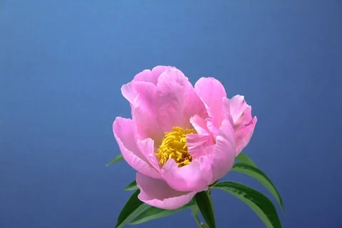 Blossoming garden Peony. Timerlapse colour key Stock Footage 109645470