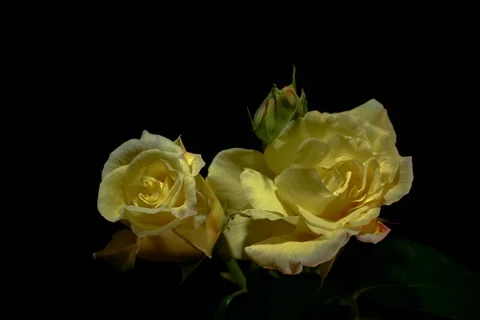 Blossoming garden rose. Timelapse Stock Footage 111661353