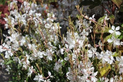 Blossoming gaura Stock Photos