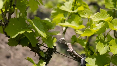 The blossoming grapevine. Vidéo 89600398