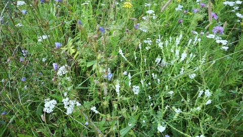 Blossoming grass field. Camera moving over flowering meadow. Stock Footage 128701401