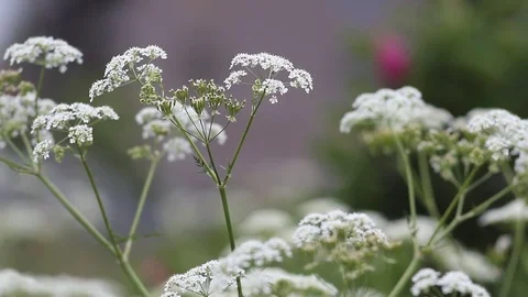 Blossoming grass on a summer meadow. Stock Footage 76848739