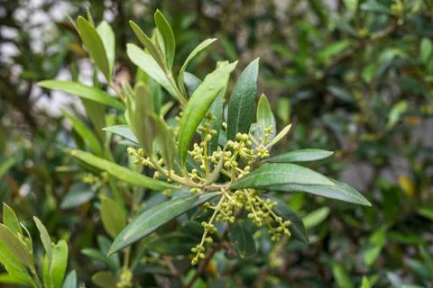 Blossoming of green olive tree in spring Foto stock