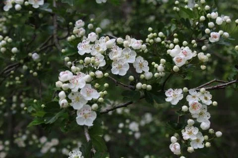 Blossoming hawthorn in the forest Stock Photos