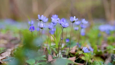 Blossoming hepatica flower in early spring in forest. Vídeo Stock 198212976
