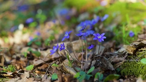 Blossoming hepatica flower in early spring in forest. Vídeo Stock 198212981