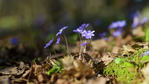 Blossoming hepatica flower in early spring in forest. 스톡 동영상 198213005