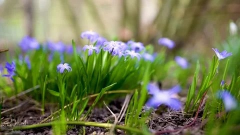 Blossoming hepatica flower in early spring in forest. Slow motion footage. Stock Footage 304063151