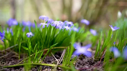 Blossoming hepatica flower in early spring in forest. Slow motion footage. 스톡 동영상 310641628