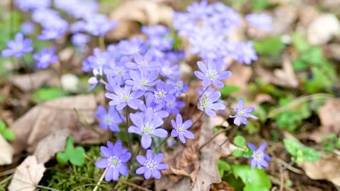 Blossoming hepatica flower in early spring in forest. Slow motion footage. 스톡 동영상 311944288