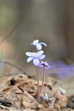 Blossoming hepatica Stock Photos
