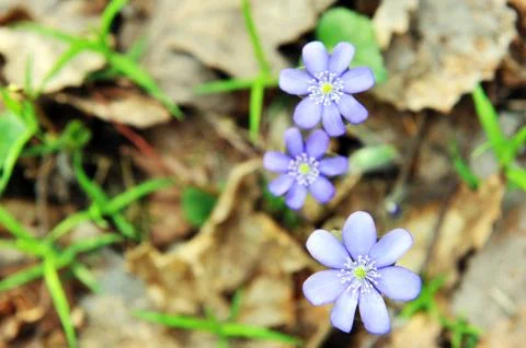 Blossoming hepatica Stock Photos