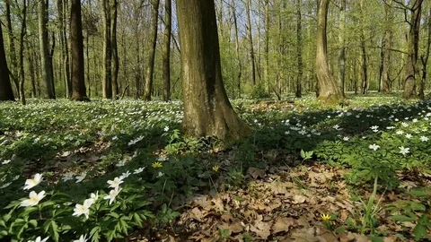 Blossoming hounds of anemones Stock Footage 80333090