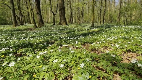 Blossoming hounds of anemones Stock Footage 80333194