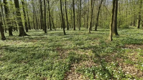 Blossoming hounds of anemones Stock Footage 80334582