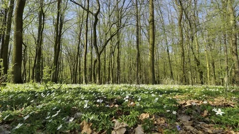 Blossoming hounds of anemones Video stock 80334802