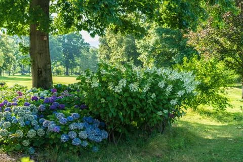 Blossoming hydrangea bushes in Ascona Stock Photos
