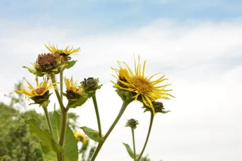Blossoming Inula high (Inula helenium L. ) Stock Photos