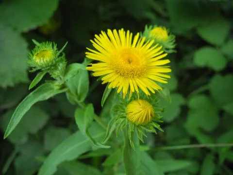 Blossoming Inula high, Inula helenium Stock Photos