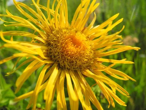 Blossoming Inula high, Inula helenium Foto stock