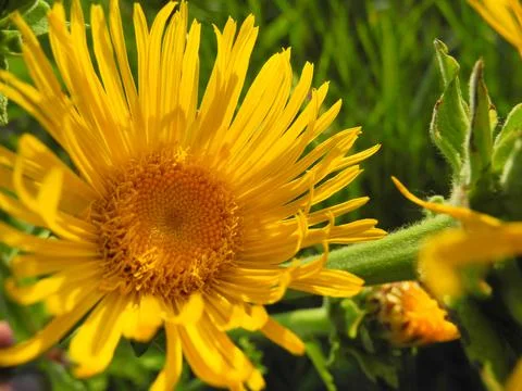 Blossoming Inula high, Inula helenium Foto stock