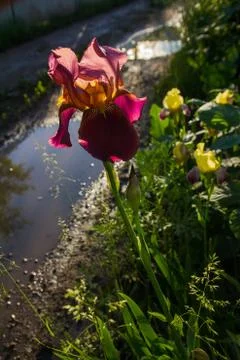 Blossoming iris on the edge of the bog in the backlight Stock Photos