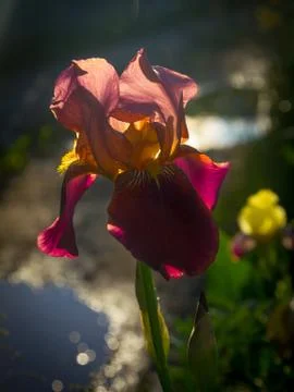 Blossoming iris on the edge of the bog Stock Photos