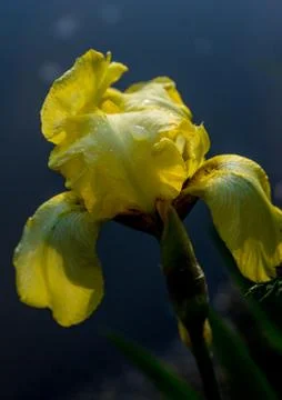 Blossoming iris on the edge of the bog Stock Photos