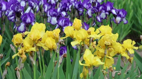 Blossoming iris in garden, nature background Stock Footage 204159711