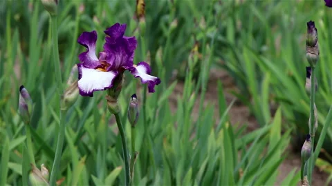 Blossoming iris in garden, nature background. Stock Footage 204159747