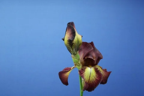 Blossoming Iris. Timelapse colour key Stock Footage 109297334
