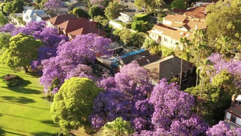 Blossoming Jacaranda trees in Sydney leafy suburb – aerial flying over park. Stock Footage 166244175
