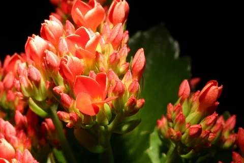 Blossoming Kalanchoe. Timelapse Stock Footage 108916612