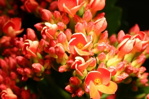 Blossoming Kalanchoe. Timelapse Video stock 108921676