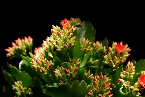 Blossoming Kalanchoe. Timelapse Stock Footage 108932310