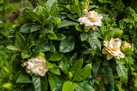 Blossoming laurel tree closeup Stock Photos