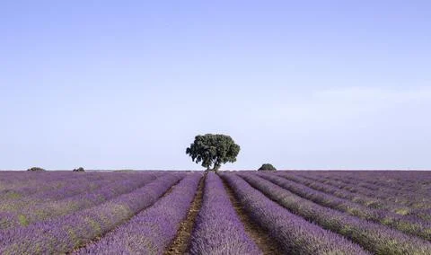 Blossoming lavender fields landscape Stock Photos